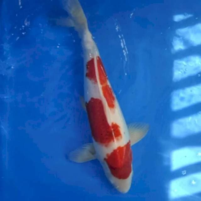 Ai Goromo 48 cm