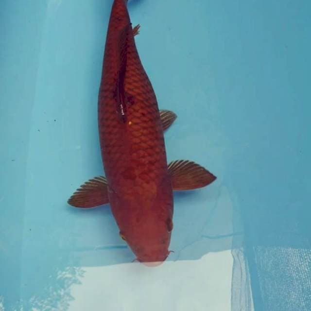 Chagoi tembaga 35cm