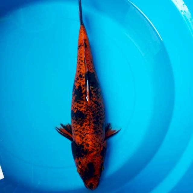 Kawarimono 40cm