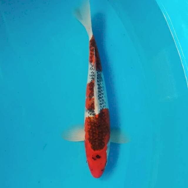 GOSHIKI 40CM