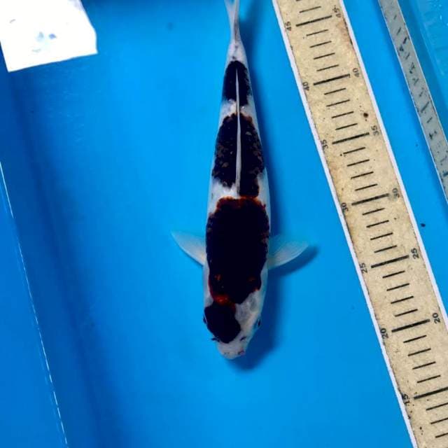 Budo Goromo, 31 cm