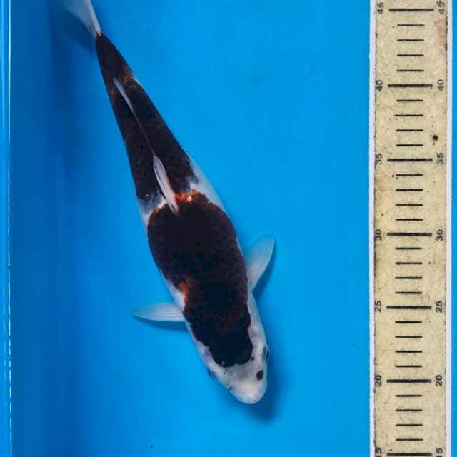 Budo Goromo, 31 cm