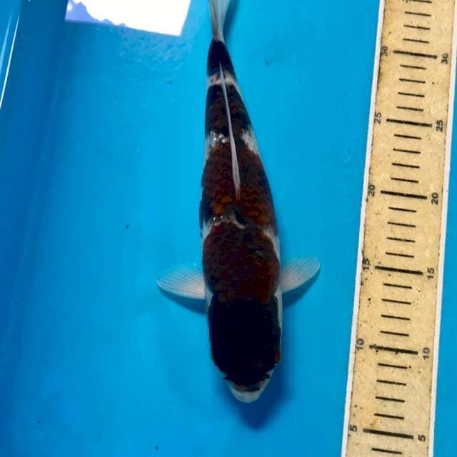 Budo Goromo, 28 cm