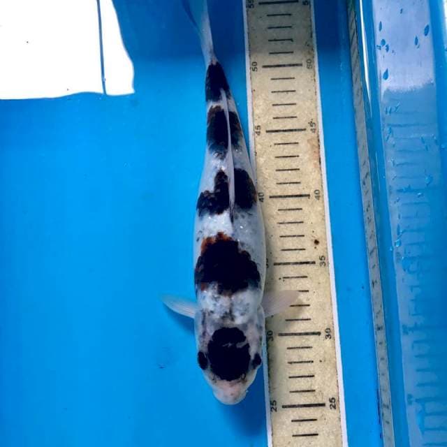 Budo Goromo, 30 cm
