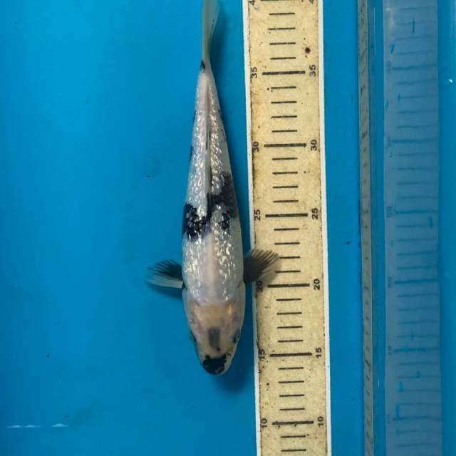 Shiro Ginrin, 26 cm