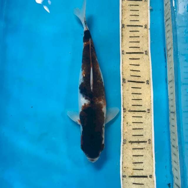 Budo Goromo, 26 cm
