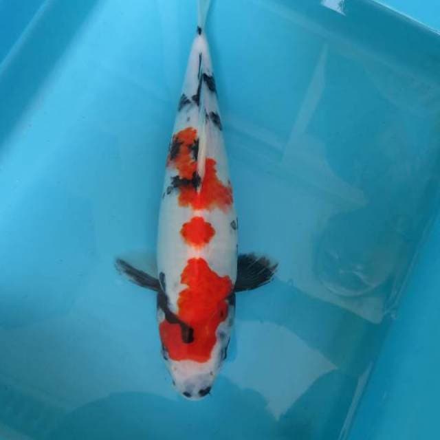 YORA 7 - SHOWA SANSOKU