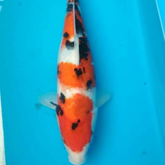 Sanke 29cm