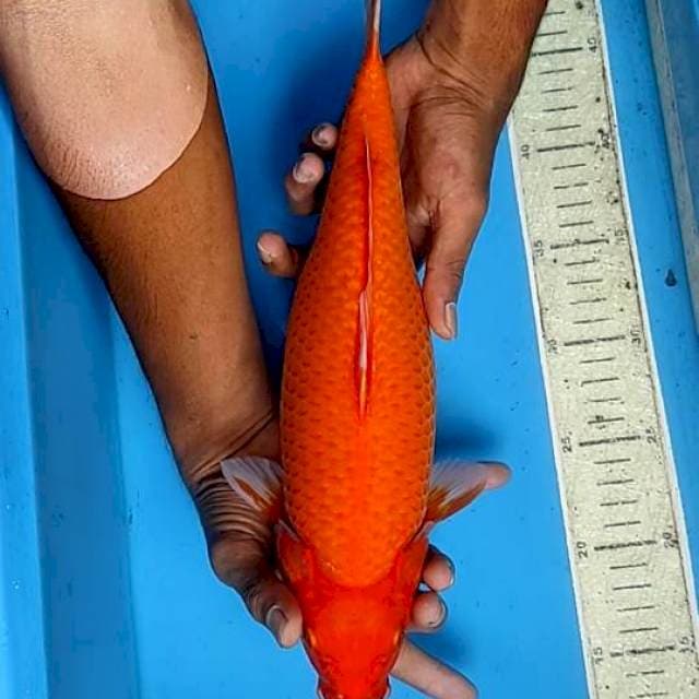 Beni goi 36cm