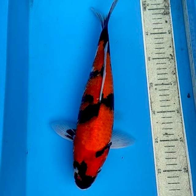 Hi Showa 36cm