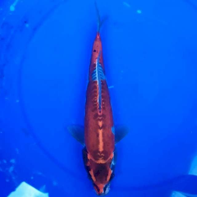 kiko 28 cm