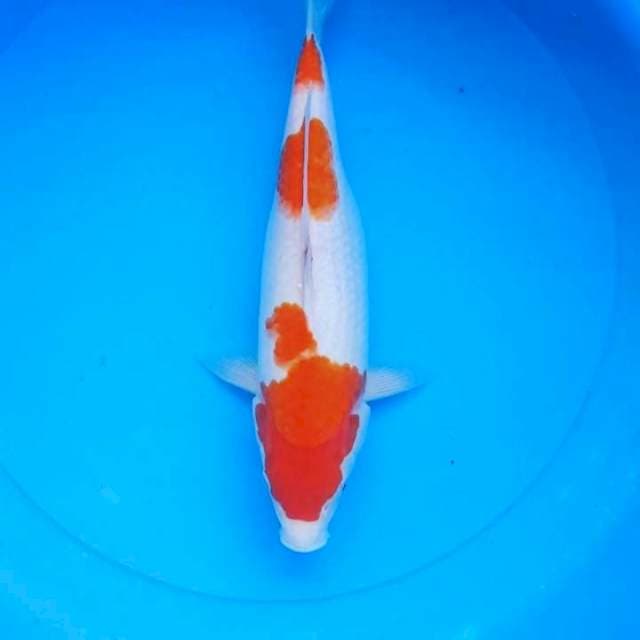 F 1 Matsue Kohaku Bakat Jumbo