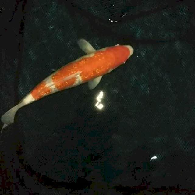 Kohaku ginrin