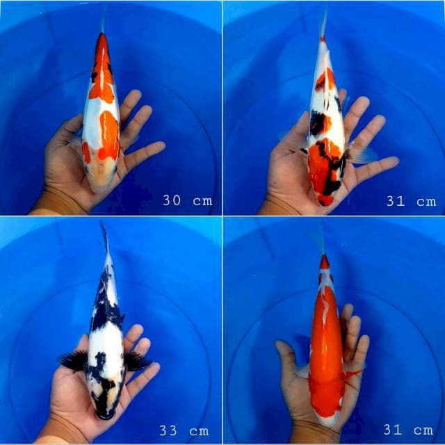 Paket mix bagus