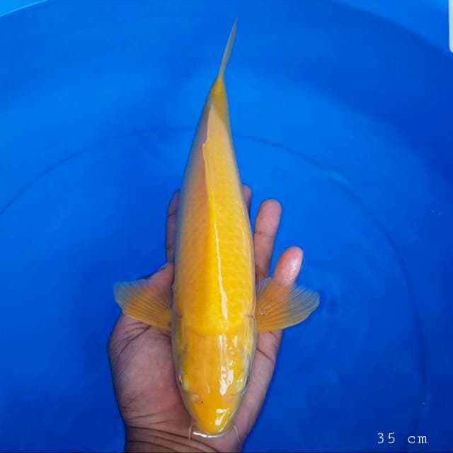 Karasi mata merah 35 cm