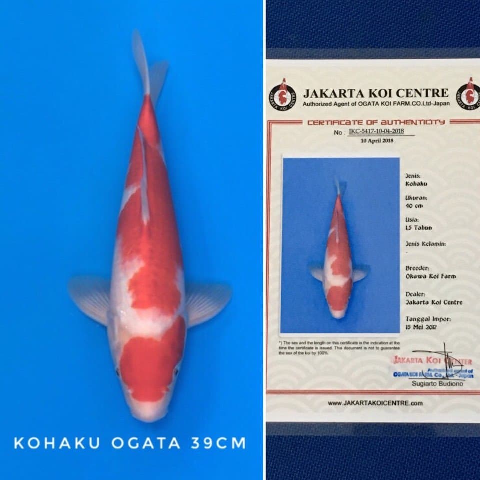 kohaku maruten ogata 39cm