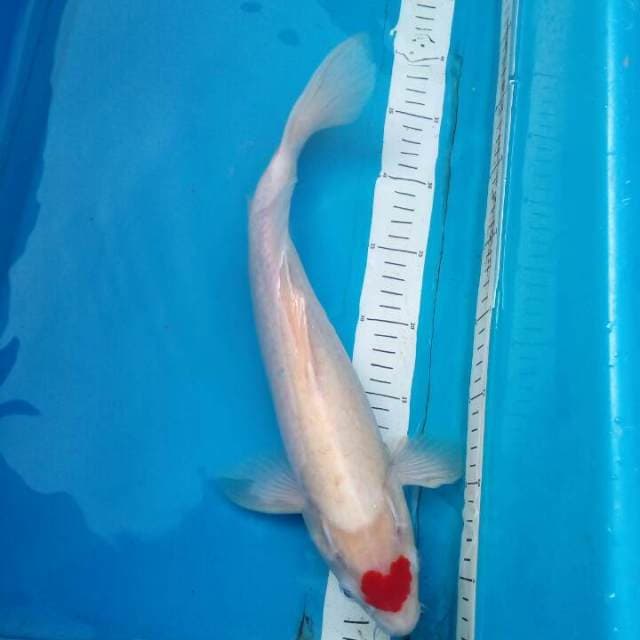 Tancho Kohaku
