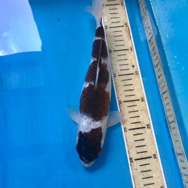 Budo Goromo, 30 cm