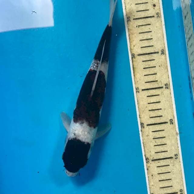 Budo Goromo, 25 cm