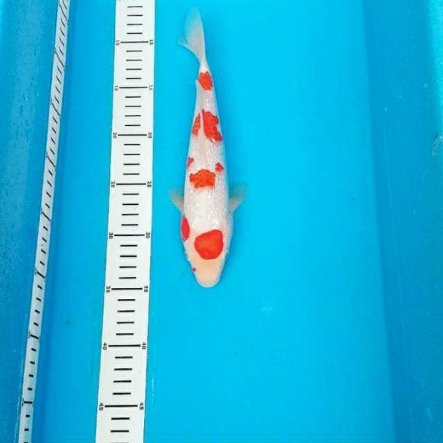 Kohaku ginrin
