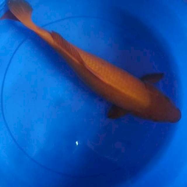 Chagoi karamel 45cm jumbo