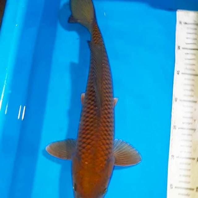 CHAGOI TEMBAGA RING RAPI CALON JUMBO JANTAN 38 CM