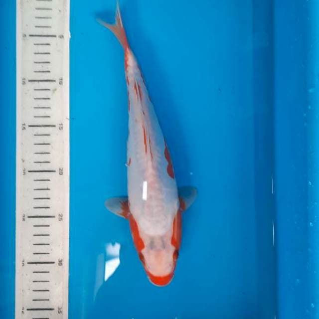 shusui 30cm
