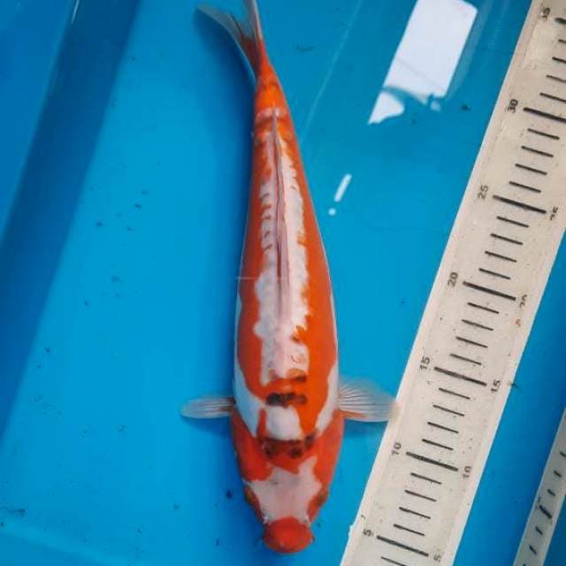 shusui 30cm female