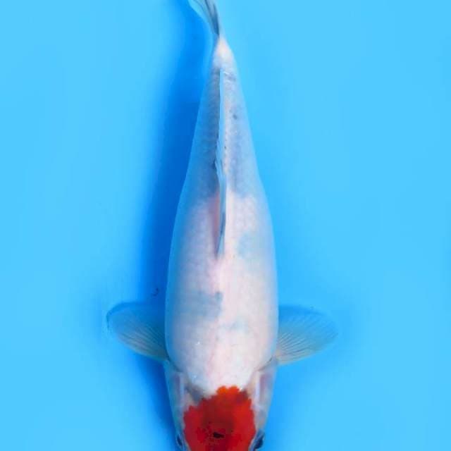 25cm , Tancho Showa Tategoi