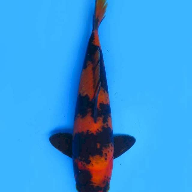 24cm , Hi Utsuri SQ