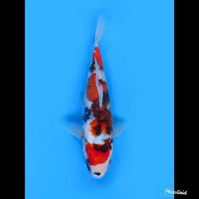 28cm Male , Tosai Showa Sanshoku