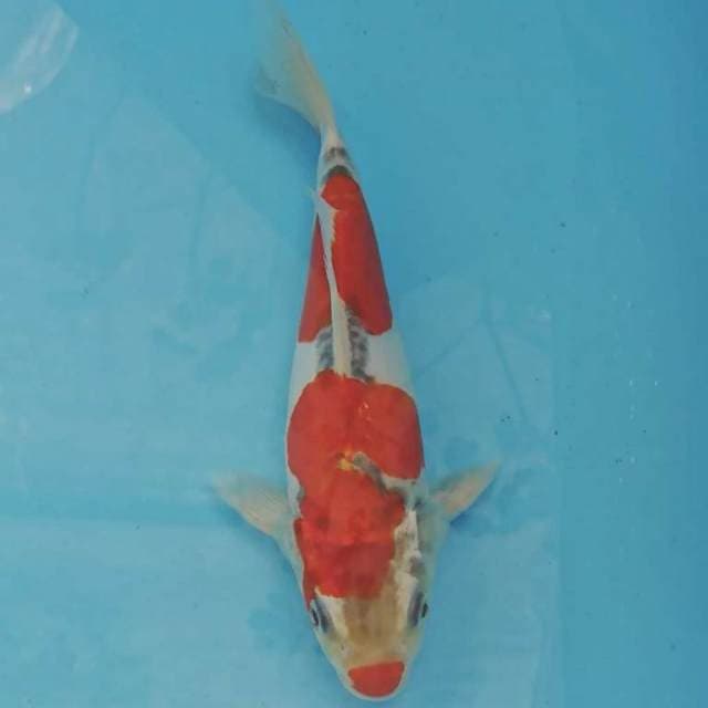 Doitsu Goshiki 22cm