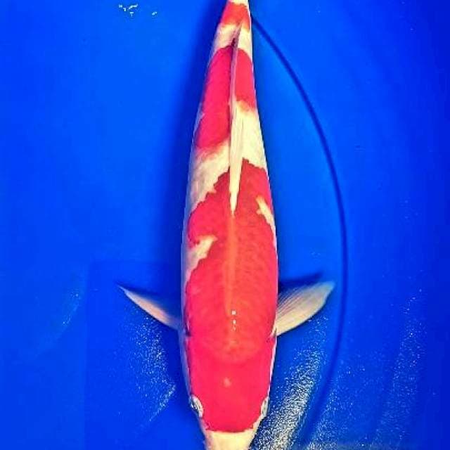 KOHAKU TORPEDO PUNUK 26