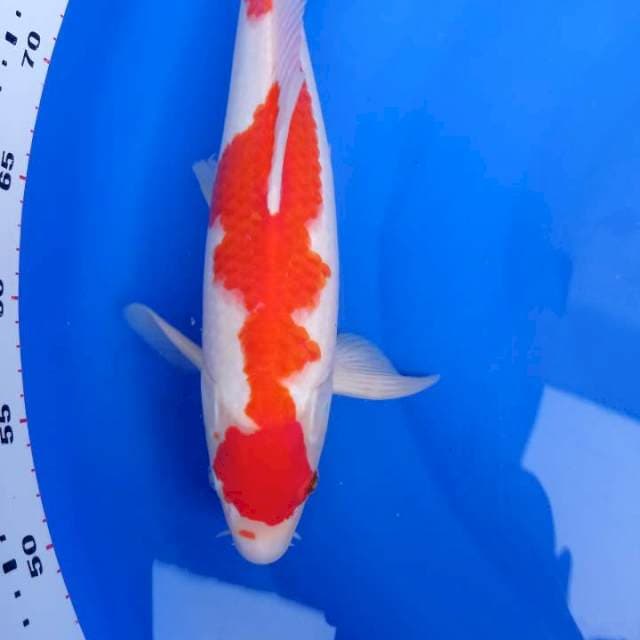 MARUTEN KOHAKU SQ JANTAN 35 bu