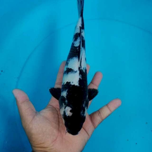 Shiro 30 cm