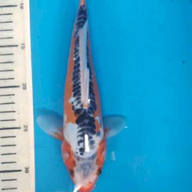 shusui 27cm
