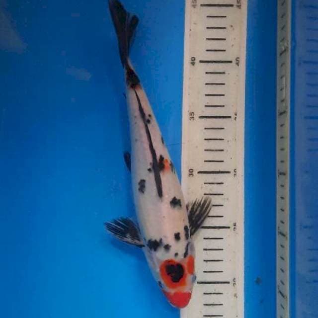 tancho sanke 26cm