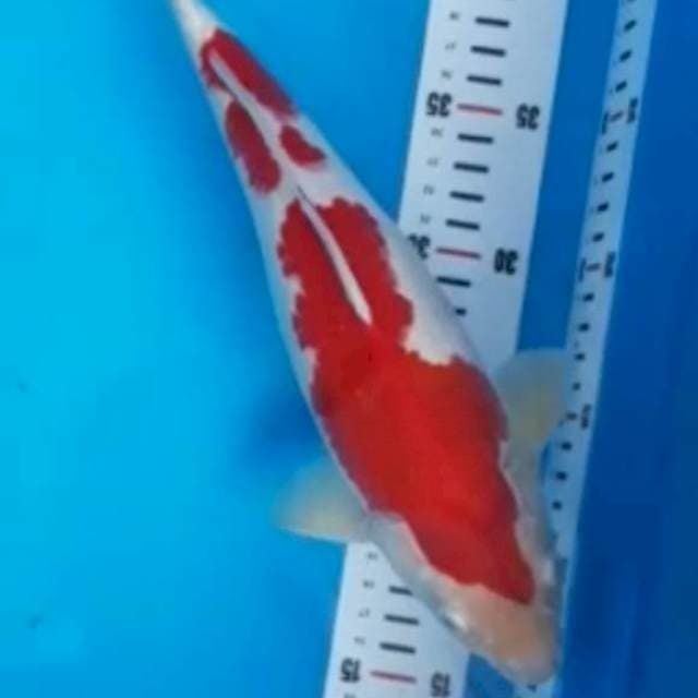 red kohaku male 32 cm