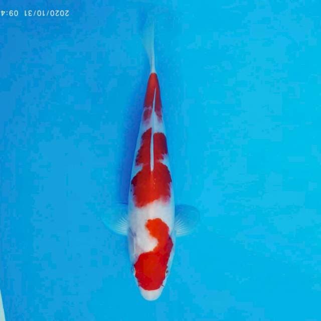 MAGURO 2 - Kohaku ®