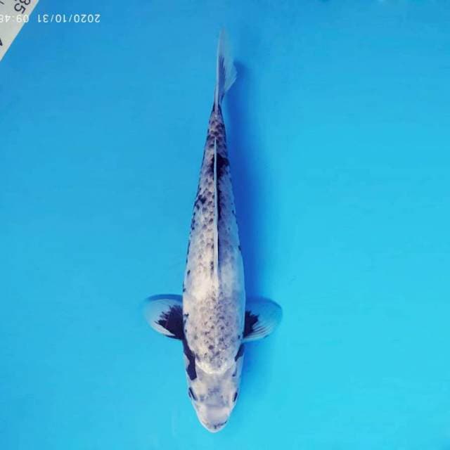 MAGURO 3 - Matsukawabake ®