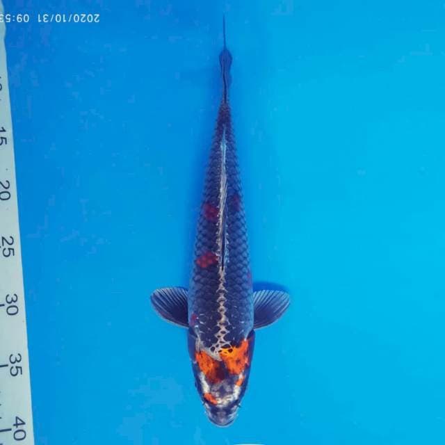 MAGURO 7 - Beni Ginga ®