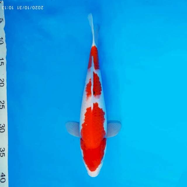 MAGURO 10 - Sanke 3 steps ®