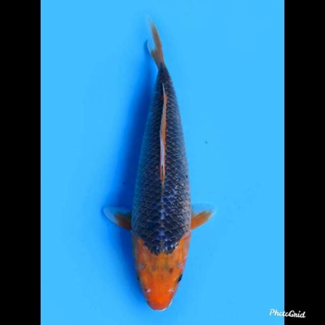 37cm Fml , Jumbo Matsuba