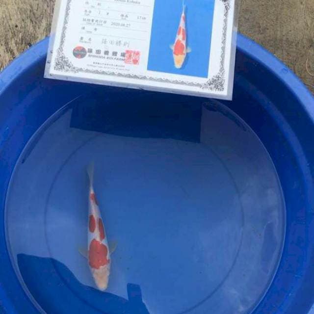 Kohaku Doitsu 20cm Shinoda Farm