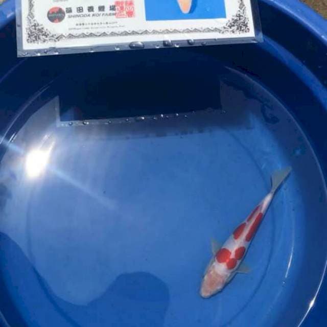 Kohaku Doitsu 20cm Shinoda Farm