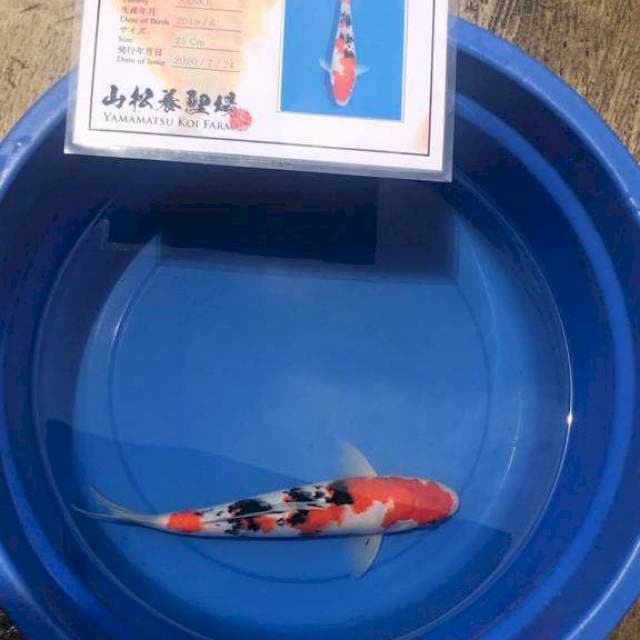 Sanke 35cm Yamamtsu Farm
