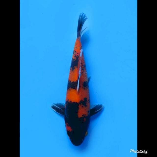 26cm Male , Hi Showa Strong