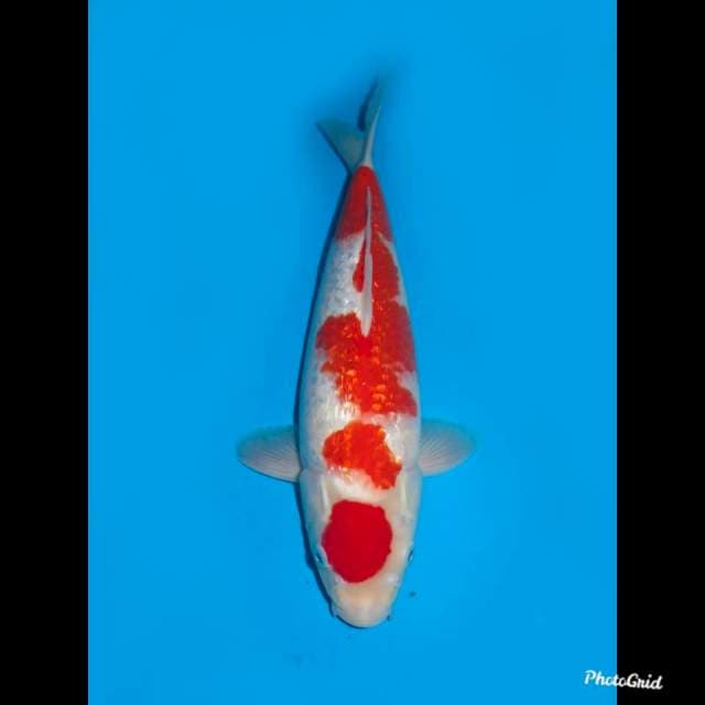 40bu Male , Kohaku Full Giinrin Ori