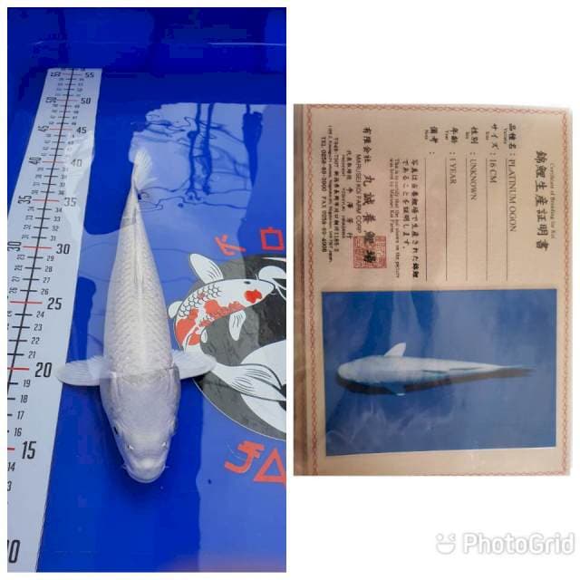 Platinum Ogon "MARUSEI"