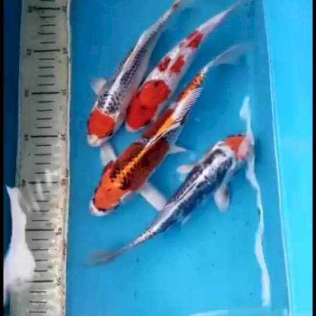 Paket 4ekor 22-25cm
